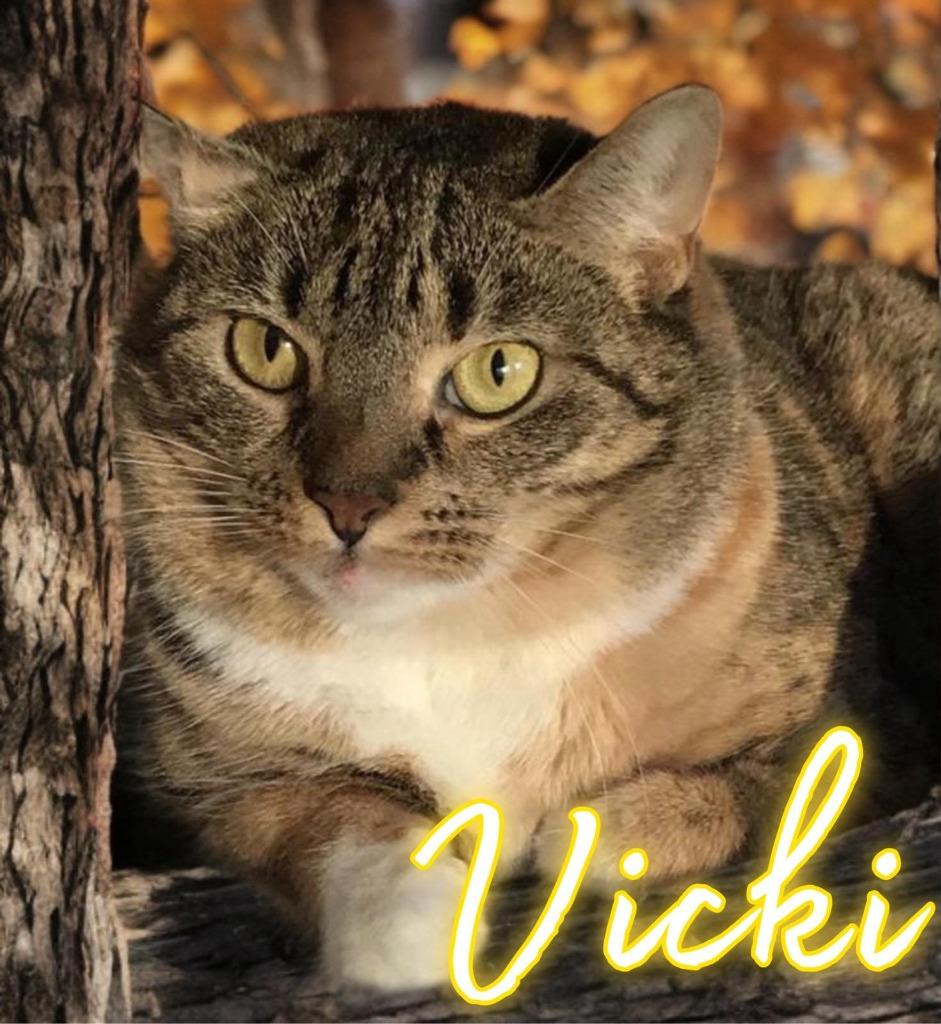 Enlarge Vicki, a Adoptable mixed breed in Jim Thorpe, PA image 1/1