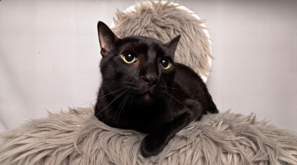 Coal — thumbnail 3