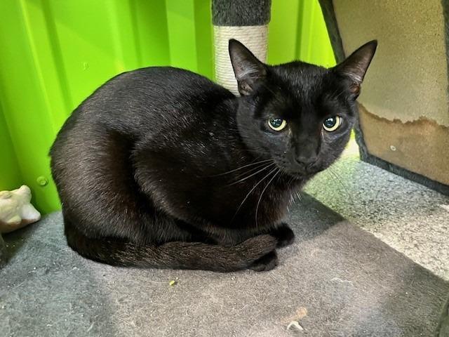 Coal — thumbnail 4