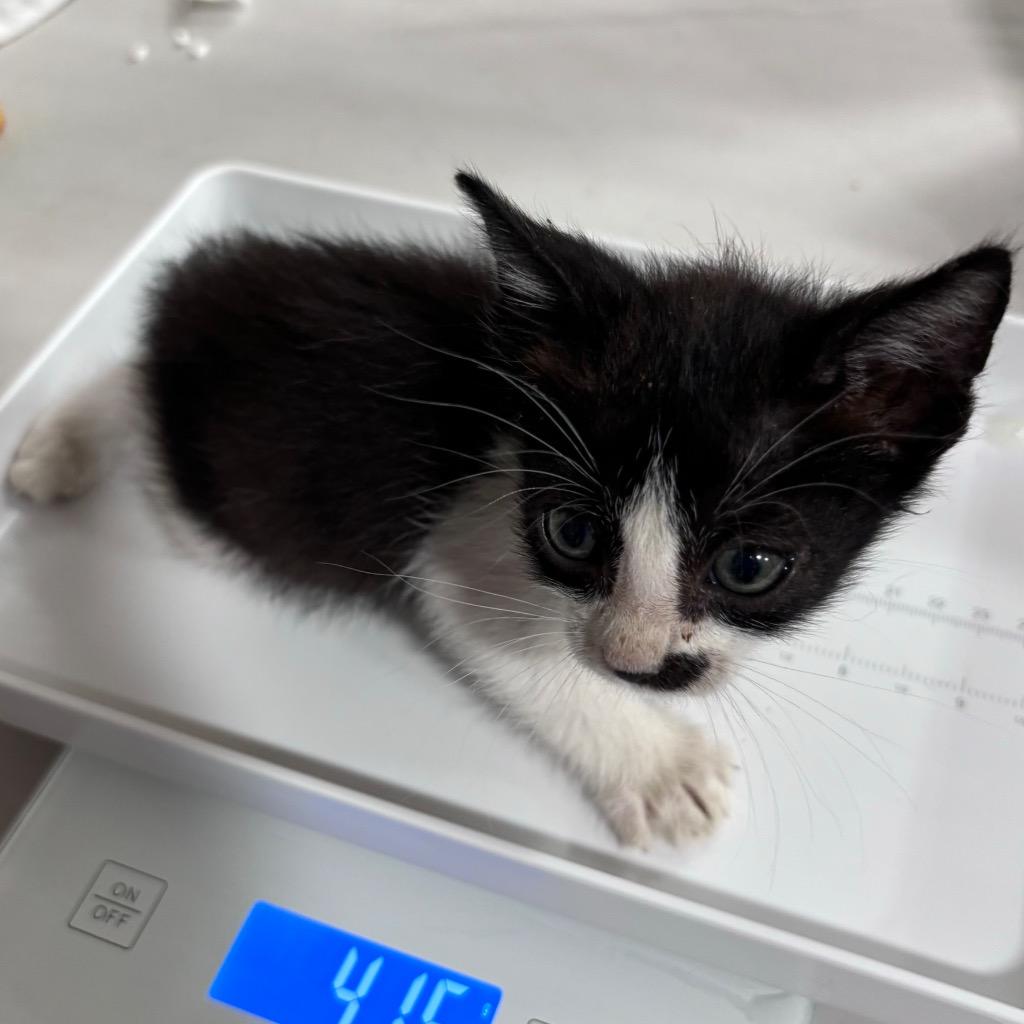 Hummel, Adoptable, Young Male Domestic Short Hair.