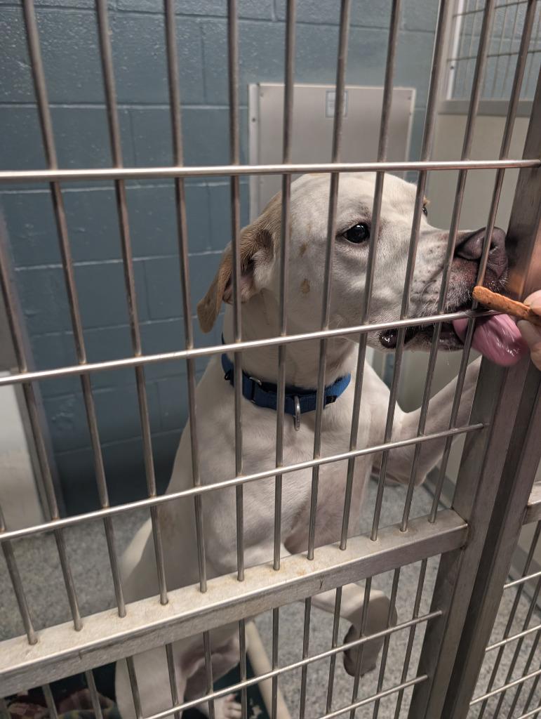 Bentley, Adoptable, Young Male Labrador Retriever.