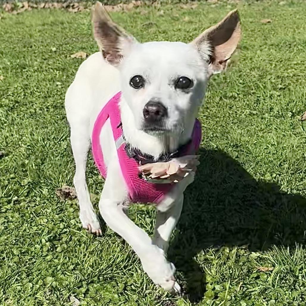 Meep, a Adoptable Chihuahua in Ramona, CA image 1/6