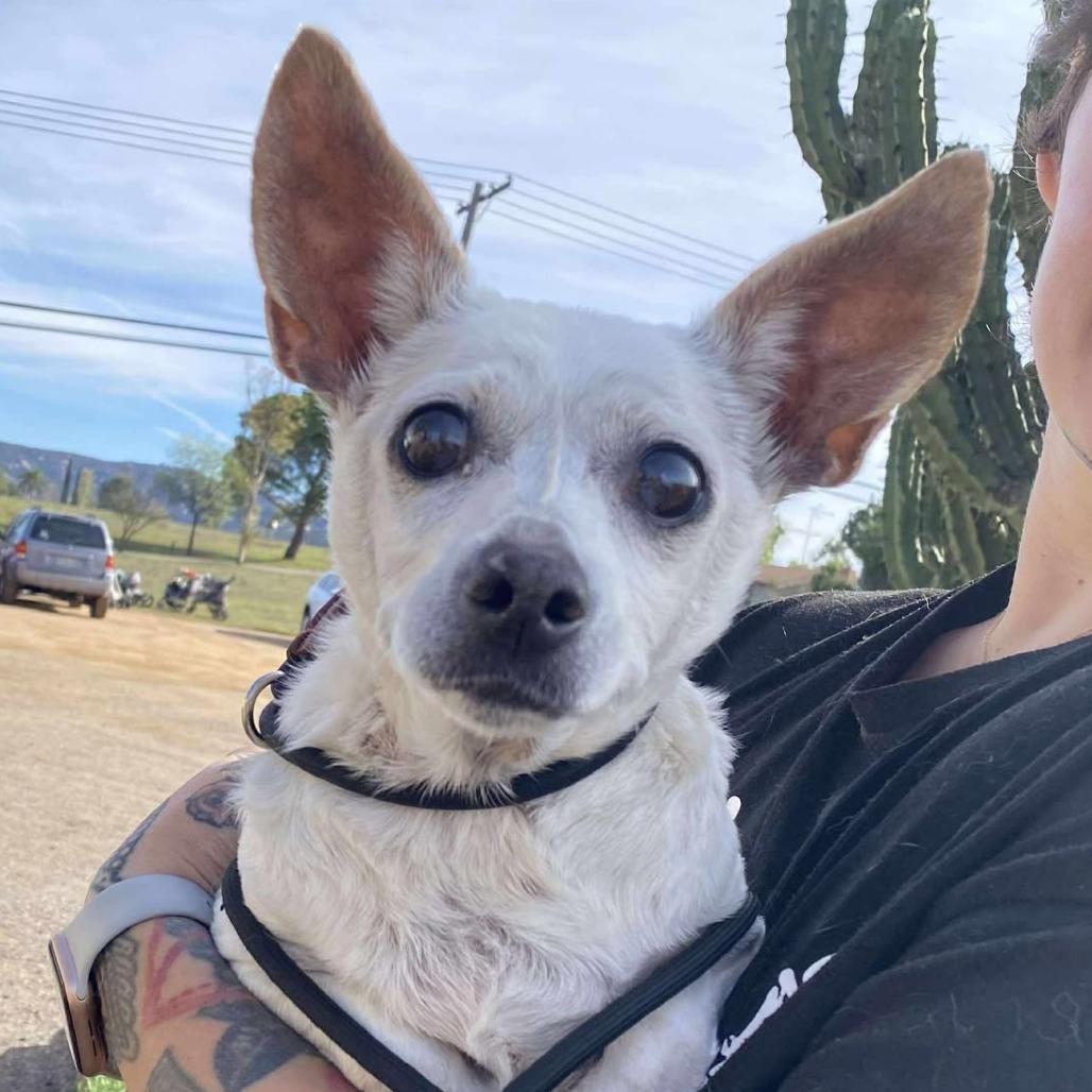 Meep, a Adoptable Chihuahua in Ramona, CA image 3/6
