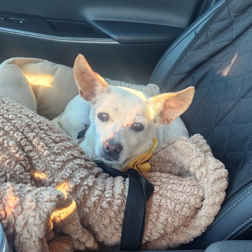 Meep, a Adoptable Chihuahua in Ramona, CA image 4/6