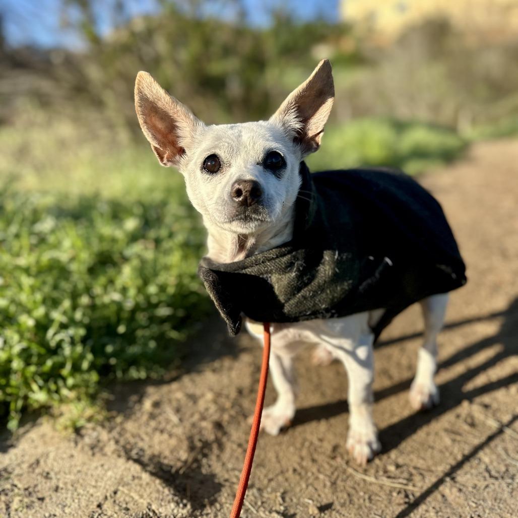Meep, a Adoptable Chihuahua in Ramona, CA image 5/6