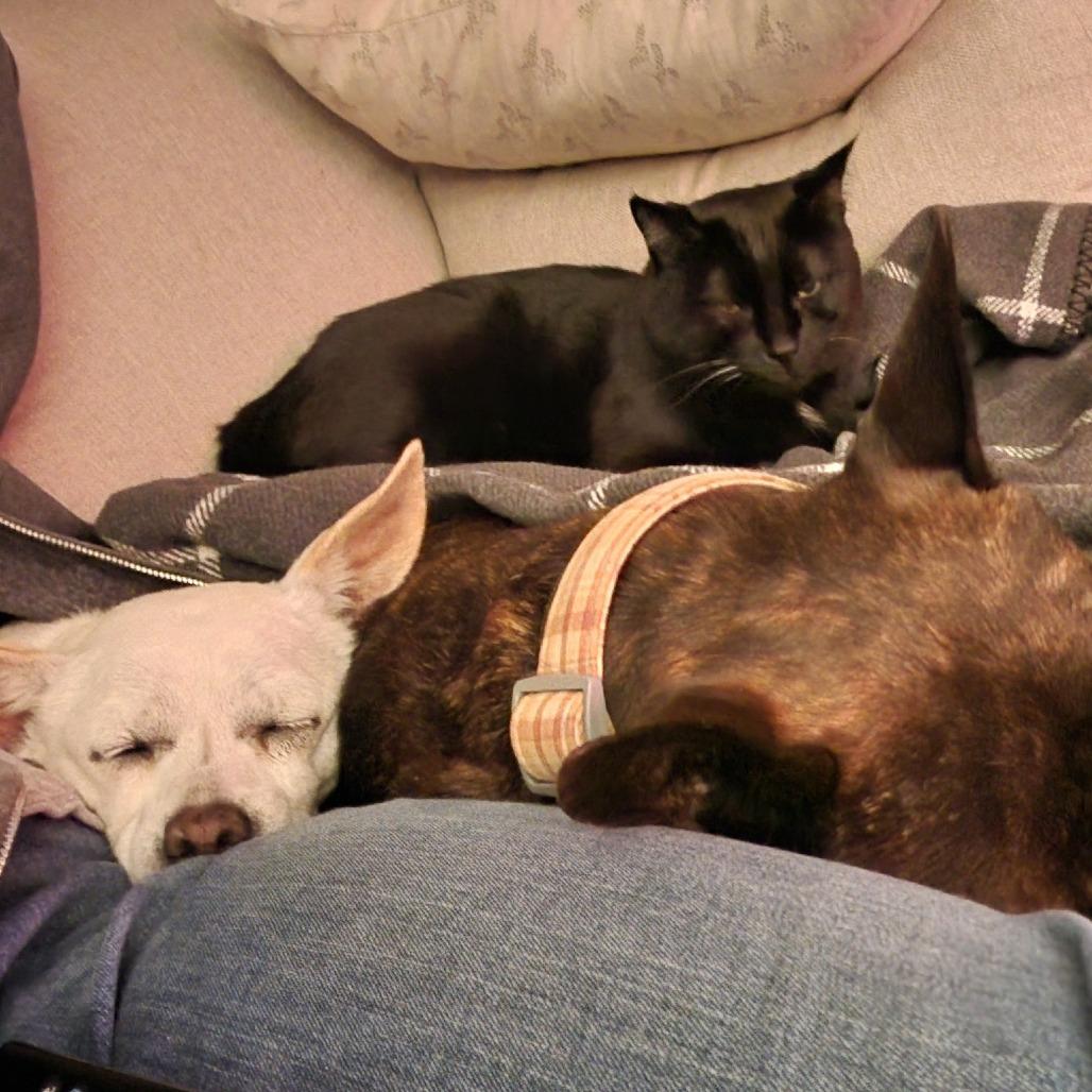 Meep, a Adoptable Chihuahua in Ramona, CA image 6/6