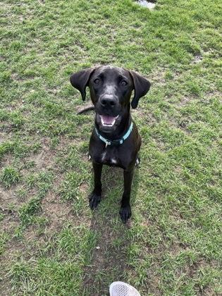 Nova