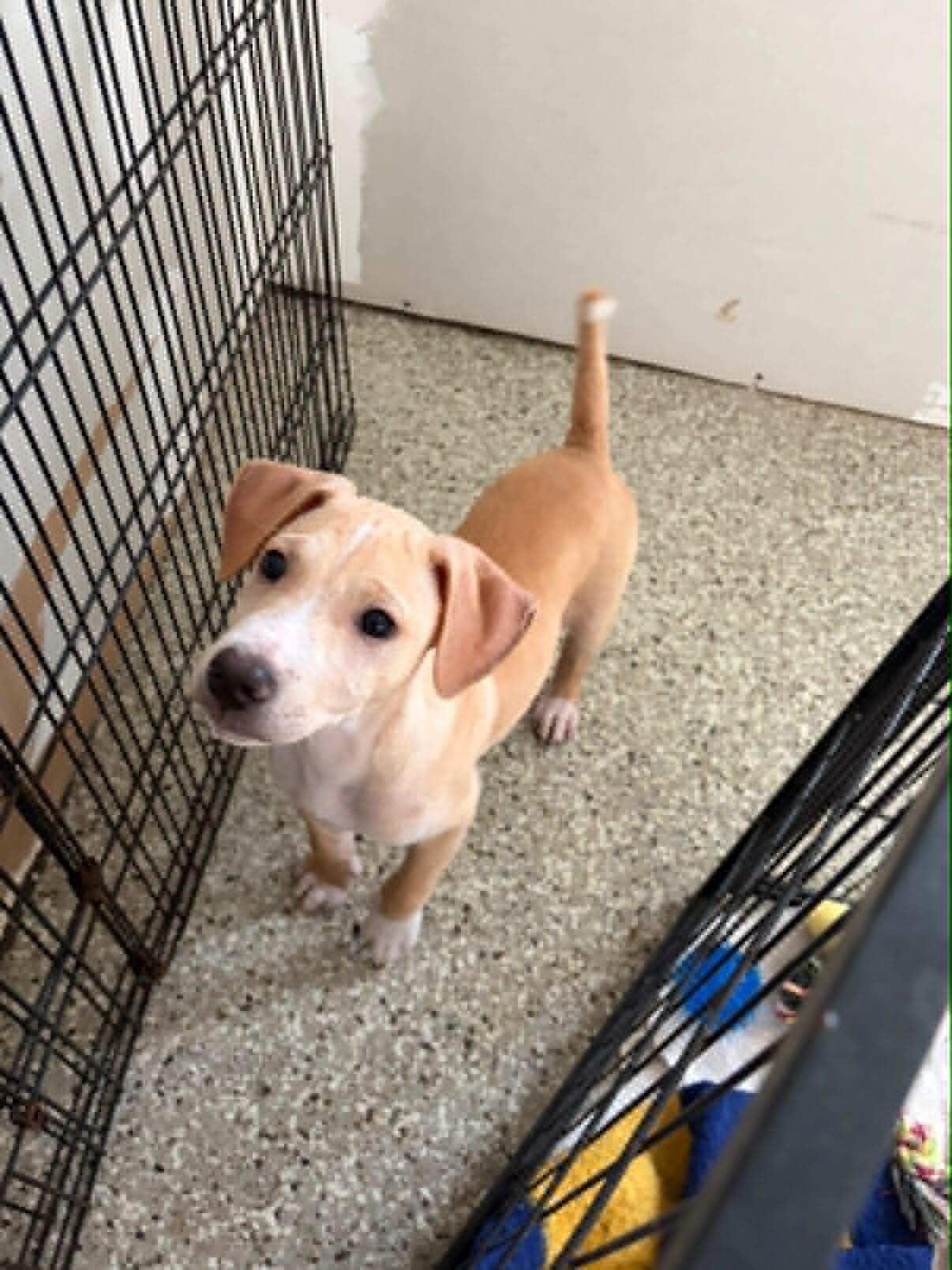 Simon, a ADOPTABLE mixed breed in Salem, NH image 4/5