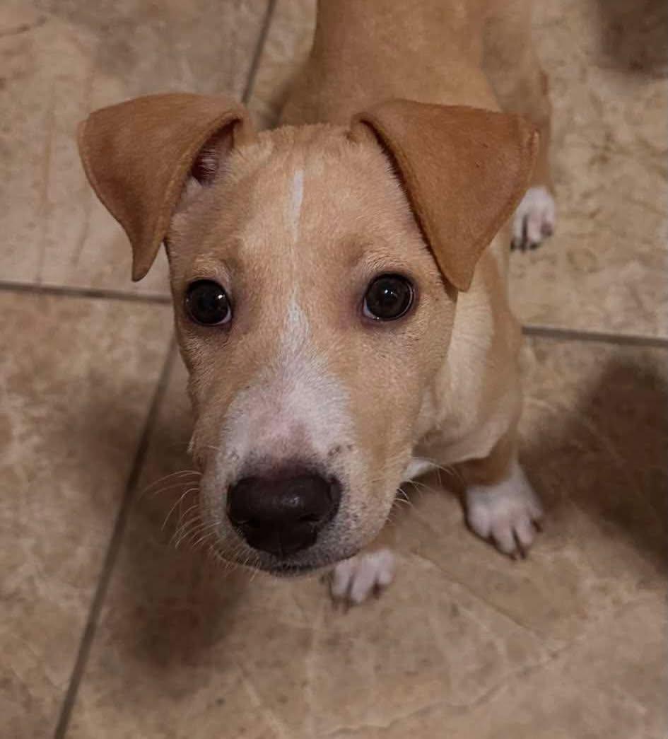 Simon, a ADOPTABLE mixed breed in Salem, NH image 3/5