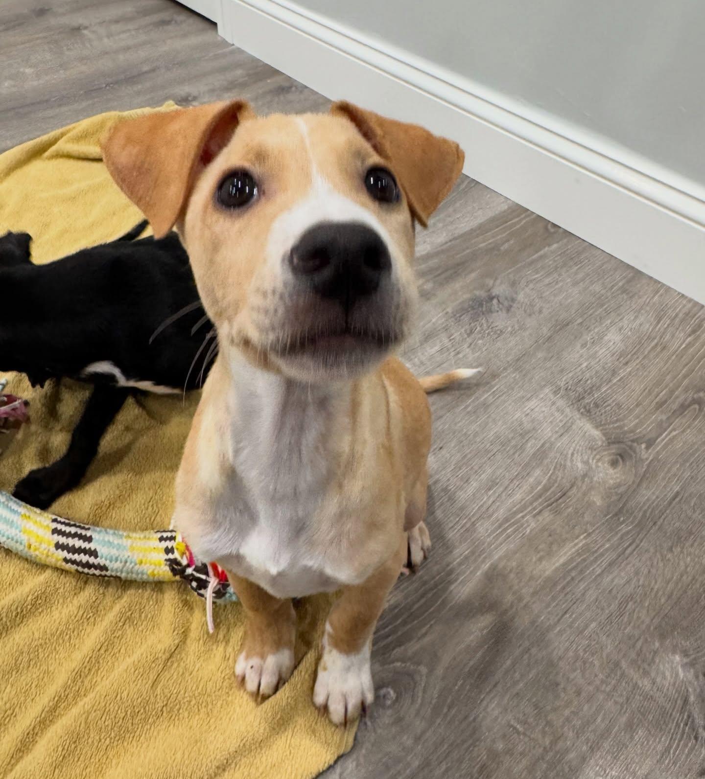 Simon, a ADOPTABLE mixed breed in Salem, NH image 5/5