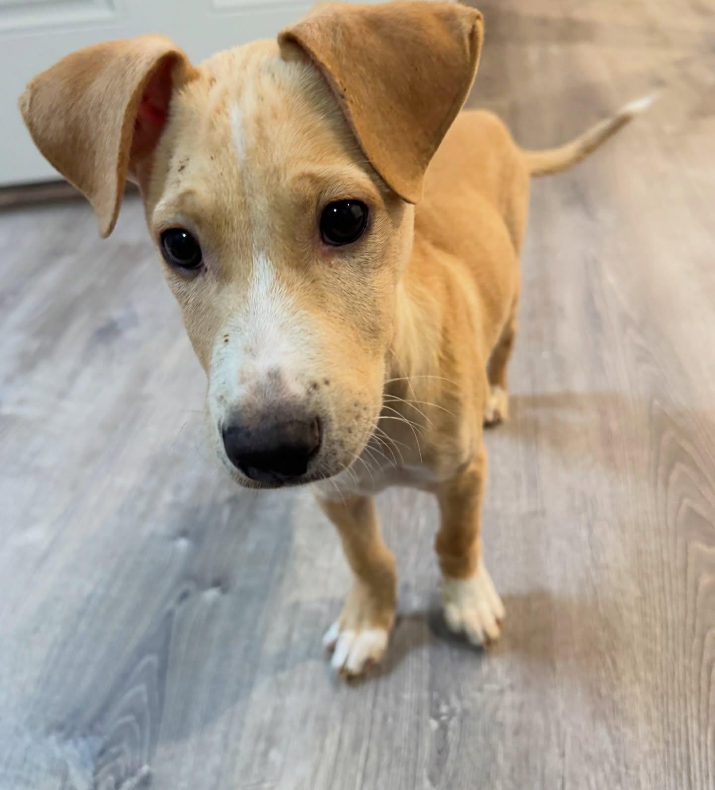 Simon, ADOPTABLE, Puppy Male Terrier.