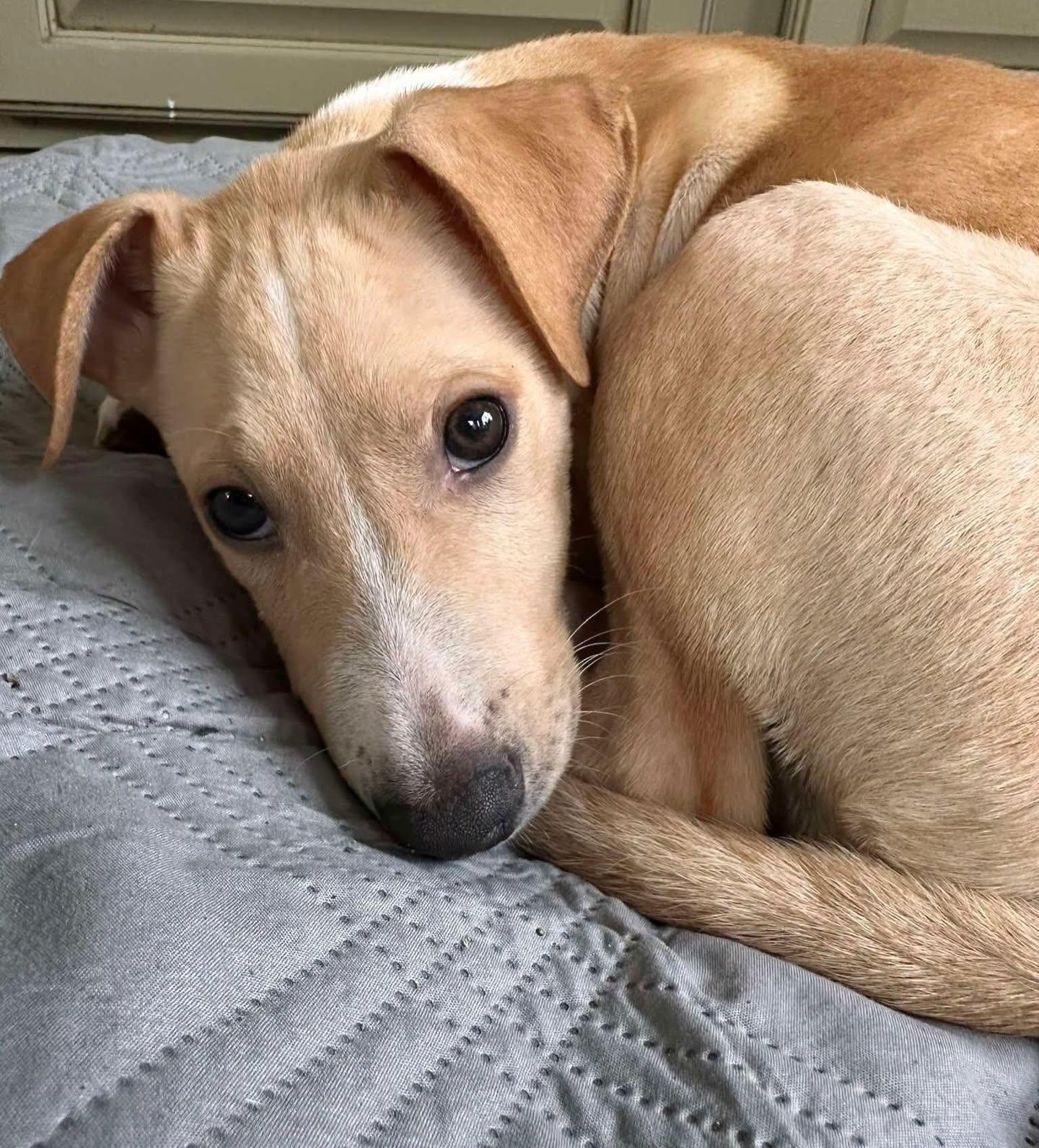 Simon, a ADOPTABLE mixed breed in Salem, NH image 2/5
