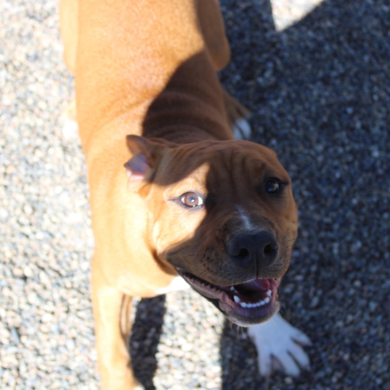 Enlarge Molly, a ADOPTABLE mixed breed in Weaverville, CA image 6/6