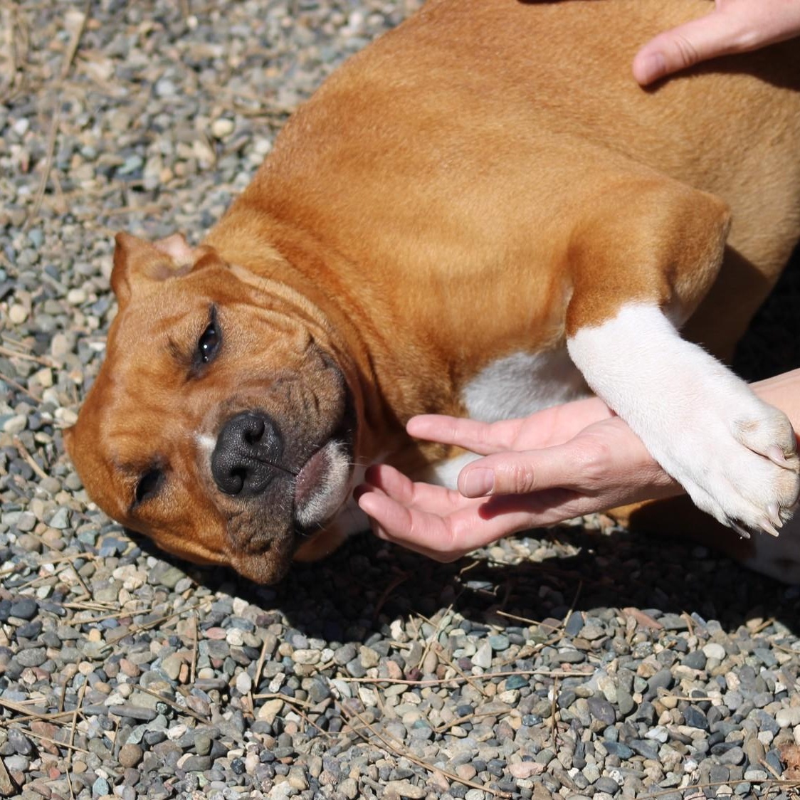 Enlarge Molly, a ADOPTABLE mixed breed in Weaverville, CA image 4/6