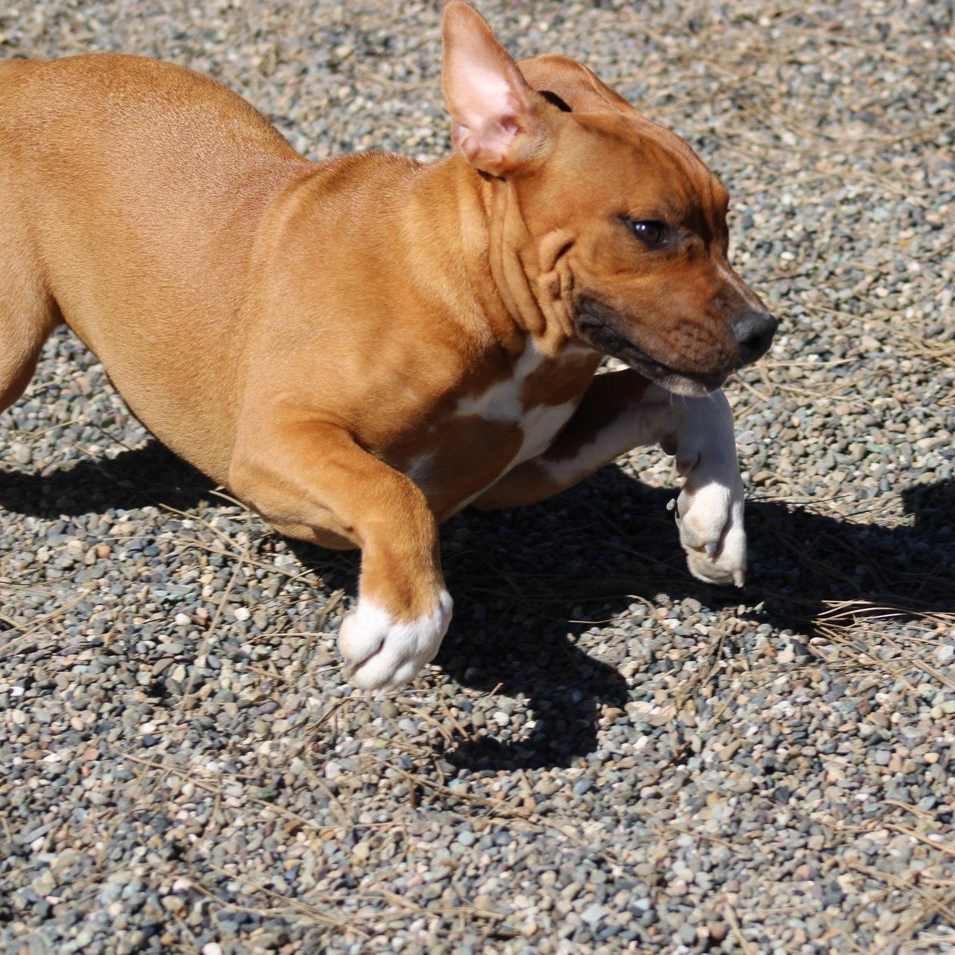 Enlarge Molly, a ADOPTABLE mixed breed in Weaverville, CA image 3/6