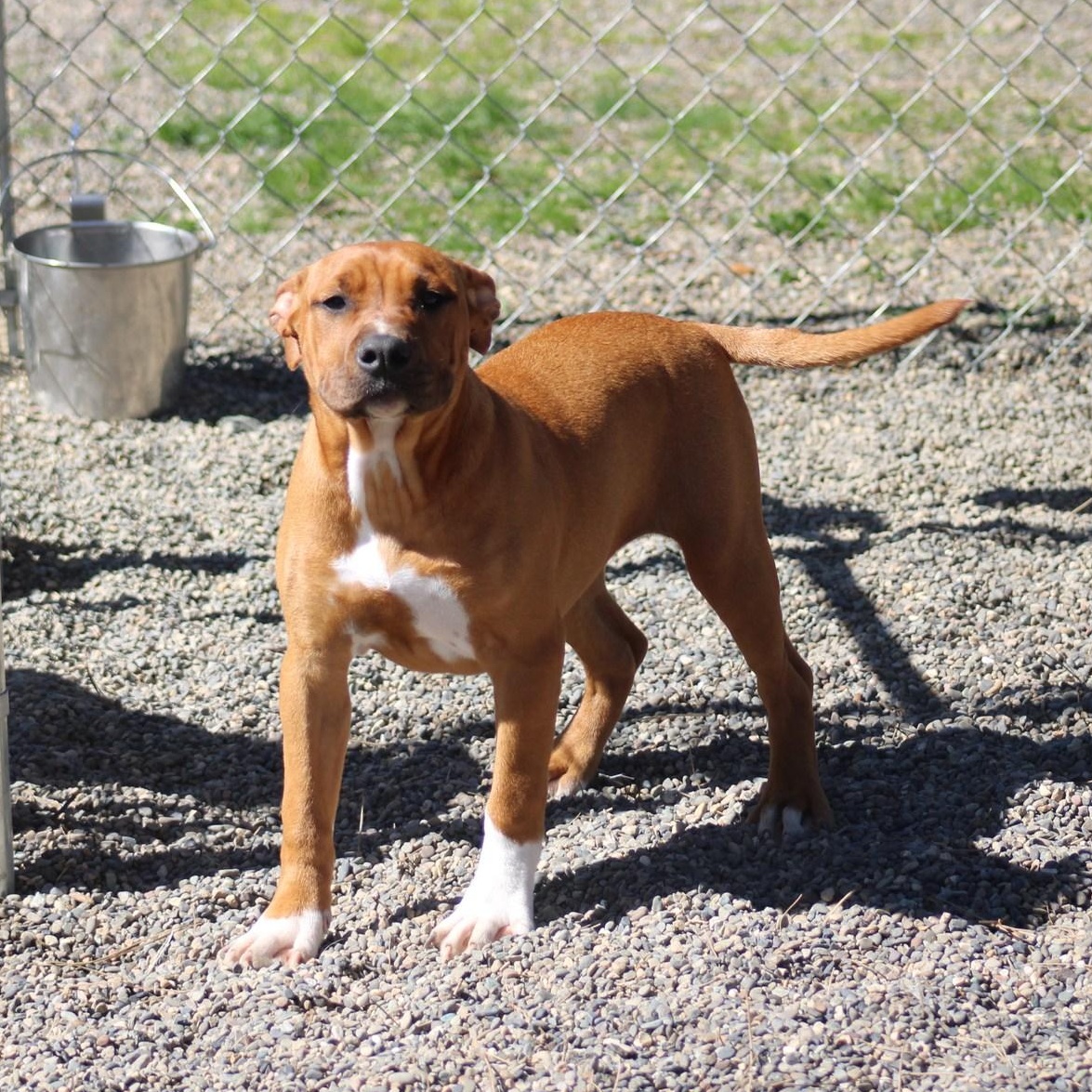Enlarge Molly, a ADOPTABLE mixed breed in Weaverville, CA image 2/6