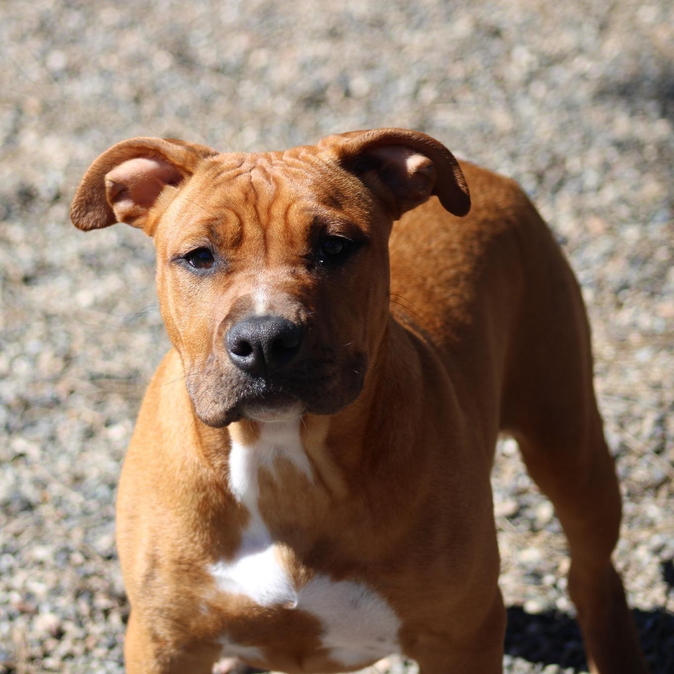 Molly, ADOPTABLE, Young Female American Staffordshire Terrier.