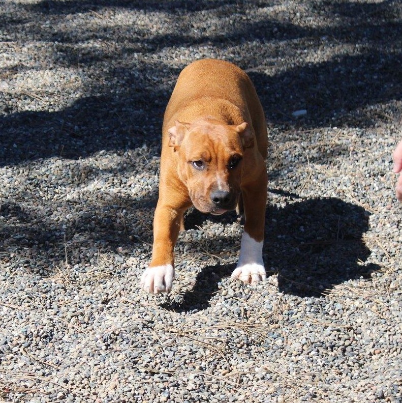 Enlarge Molly, a ADOPTABLE mixed breed in Weaverville, CA image 5/6