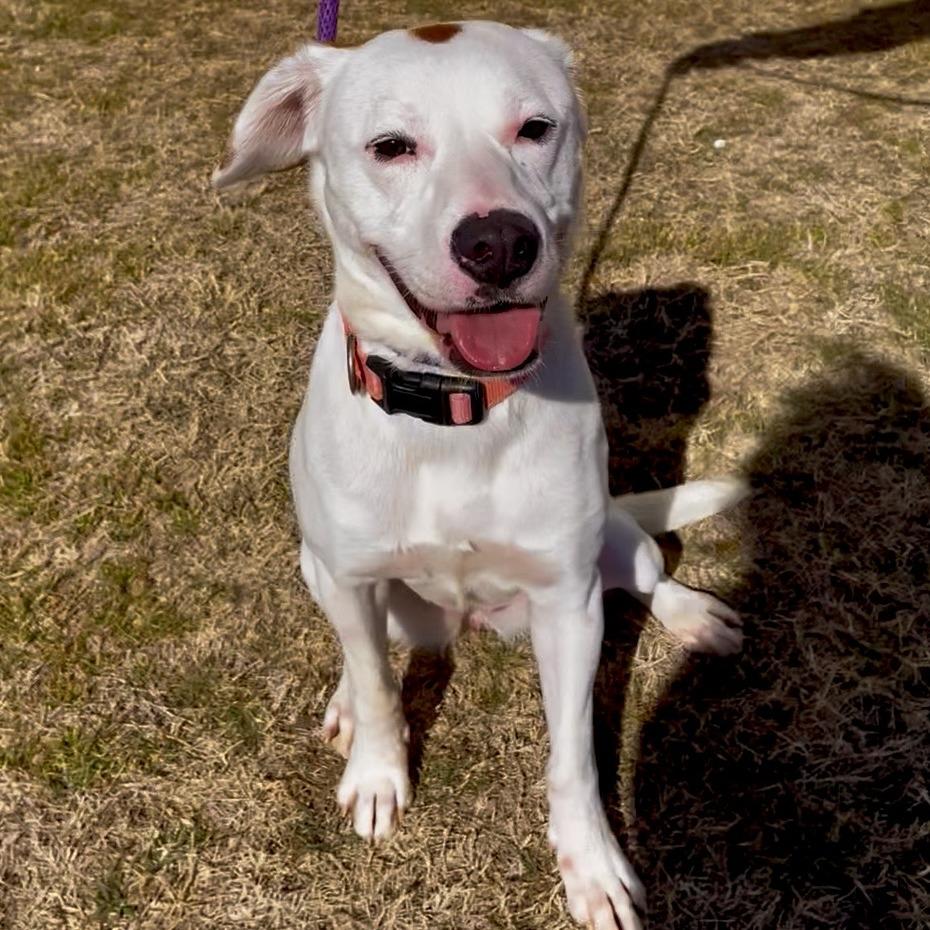 Tiny, Adoptable, Young Female Mixed Breed.