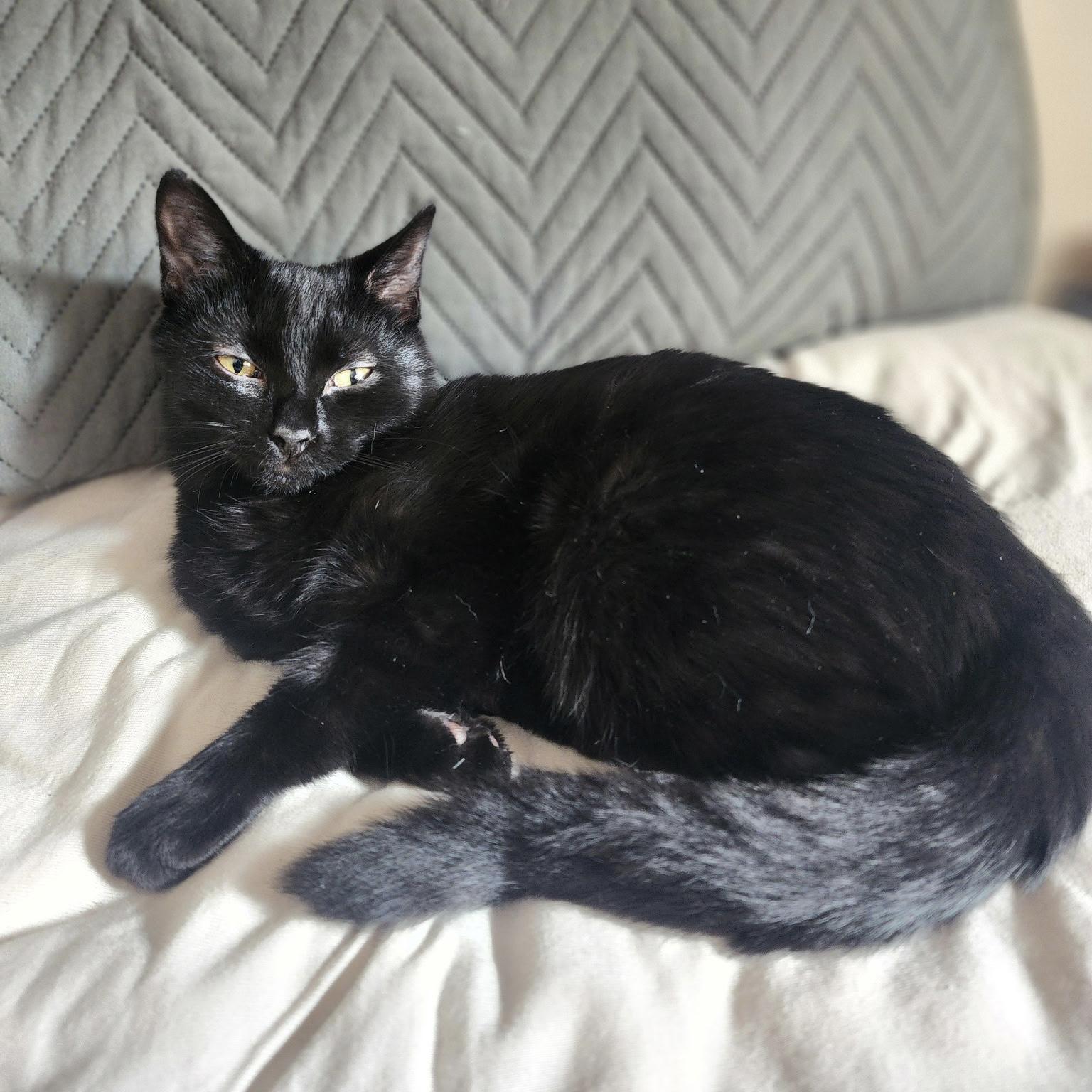 Autumn, ADOPTABLE, Young Female Domestic Short Hair.