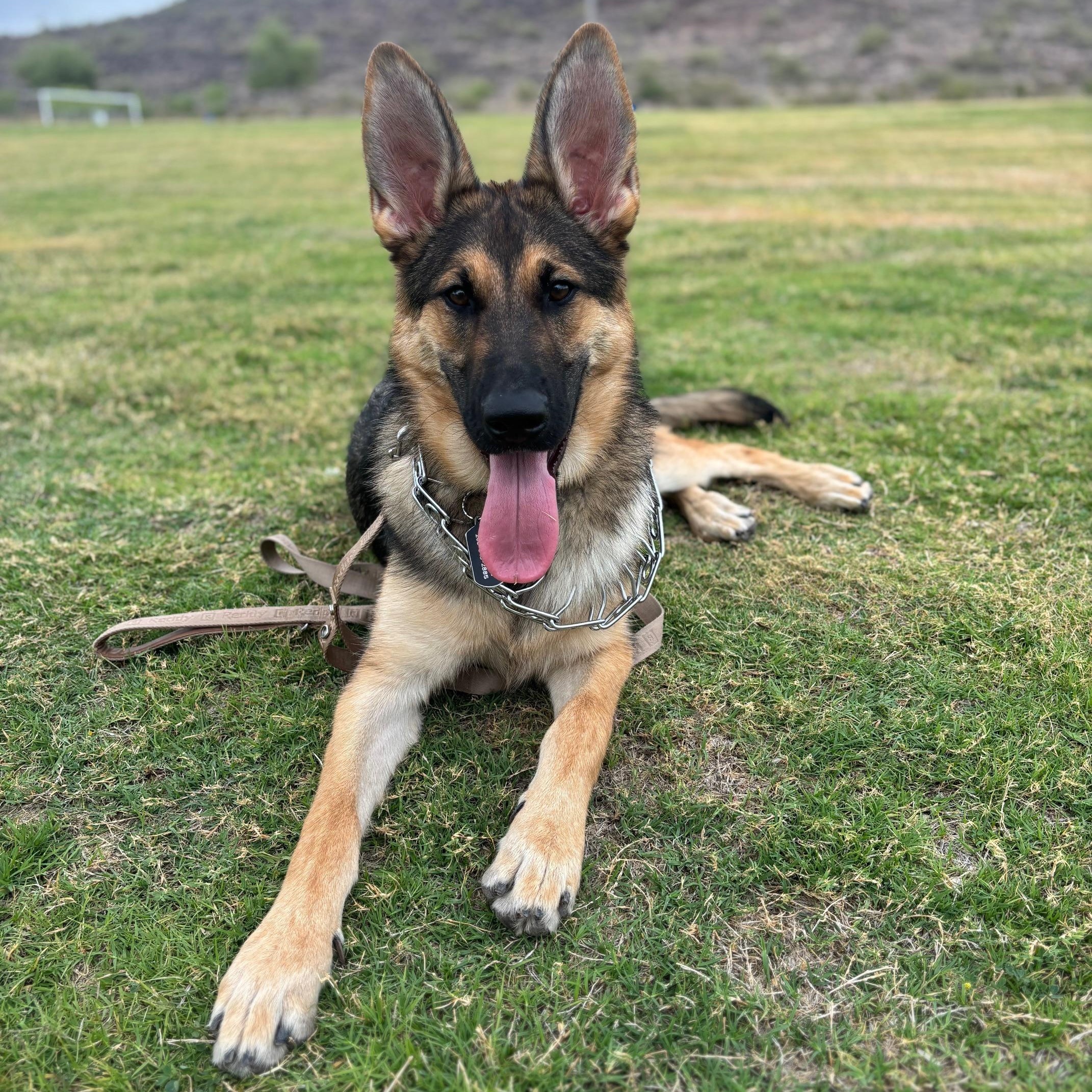 Enlarge Cairo, a Adoptable German Shepherd Dog in Phoenix, AZ image 2/4