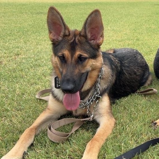 Enlarge Cairo, a Adoptable German Shepherd Dog in Phoenix, AZ image 3/4