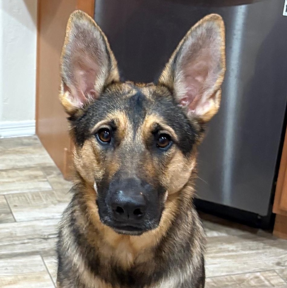Enlarge Cairo, a Adoptable German Shepherd Dog in Phoenix, AZ image 1/4