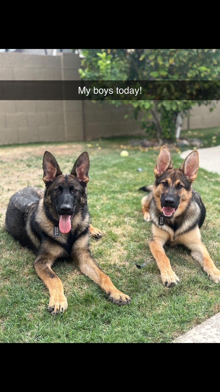 Enlarge Cairo, a Adoptable German Shepherd Dog in Phoenix, AZ image 4/4