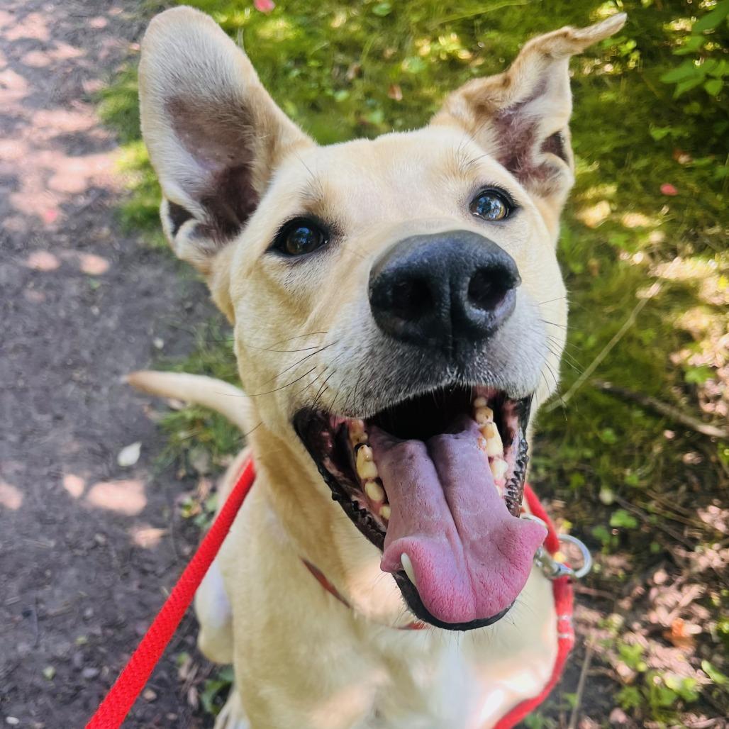 Enlarge Rex, a Adoptable Mixed Breed in Grand Rapids, MI image 1/6