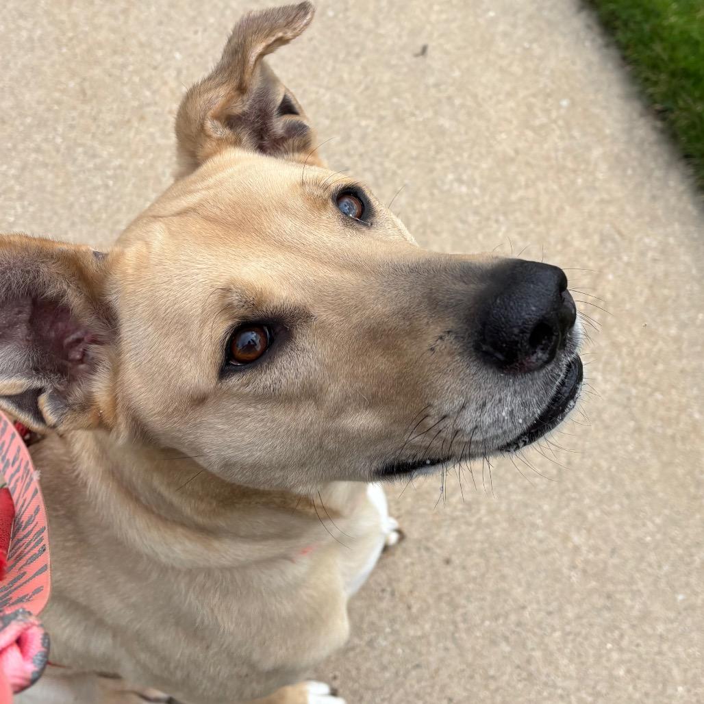 Enlarge Rex, a Adoptable Mixed Breed in Grand Rapids, MI image 2/6