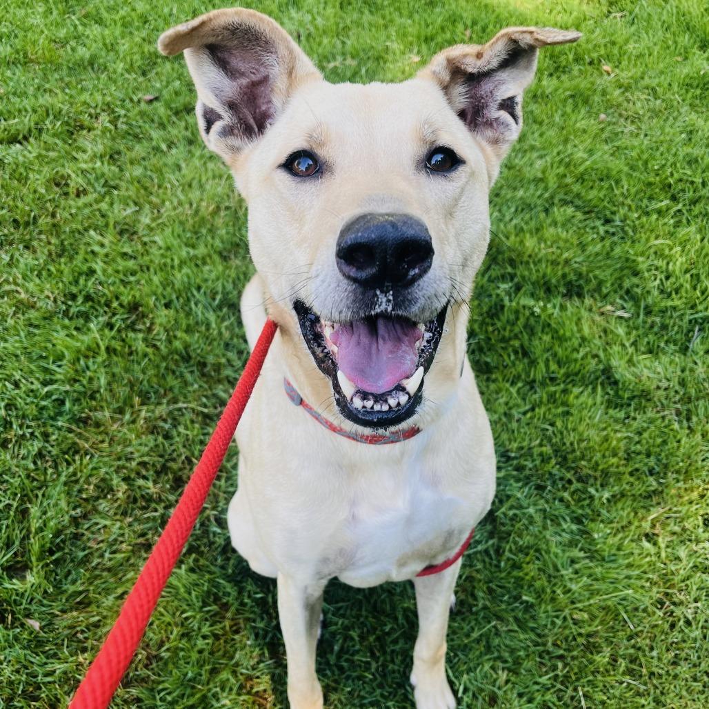 Enlarge Rex, a Adoptable Mixed Breed in Grand Rapids, MI image 3/6