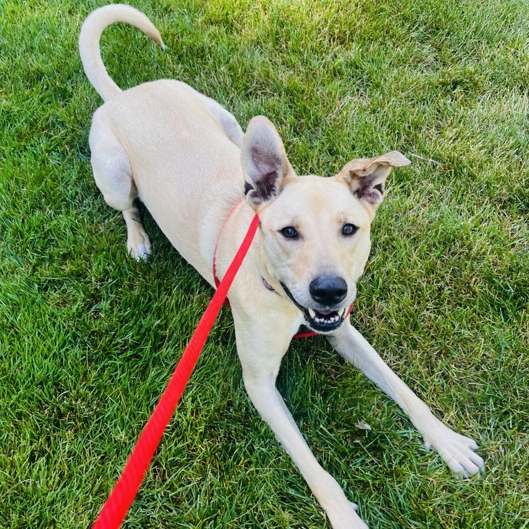 Enlarge Rex, a Adoptable Mixed Breed in Grand Rapids, MI image 4/6