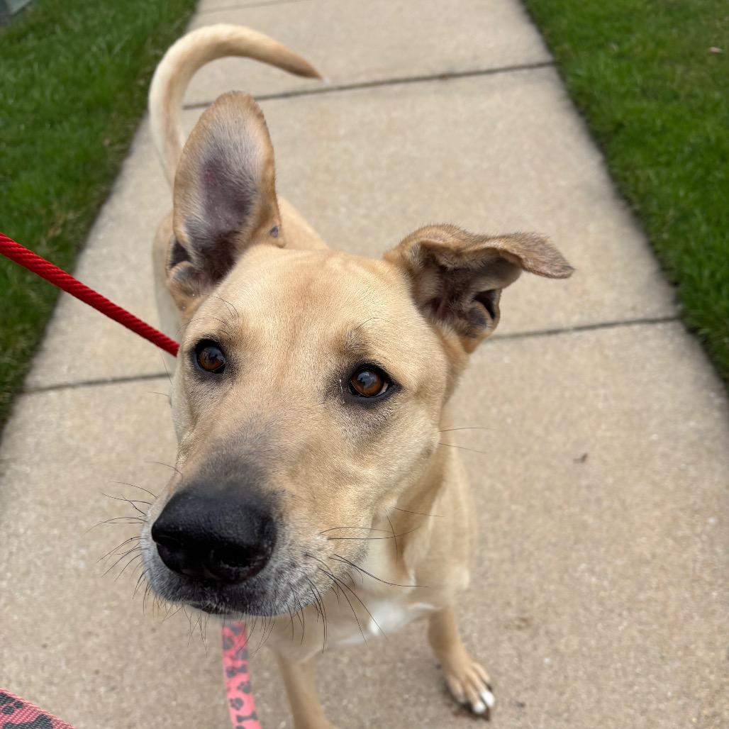 Enlarge Rex, a Adoptable Mixed Breed in Grand Rapids, MI image 5/6