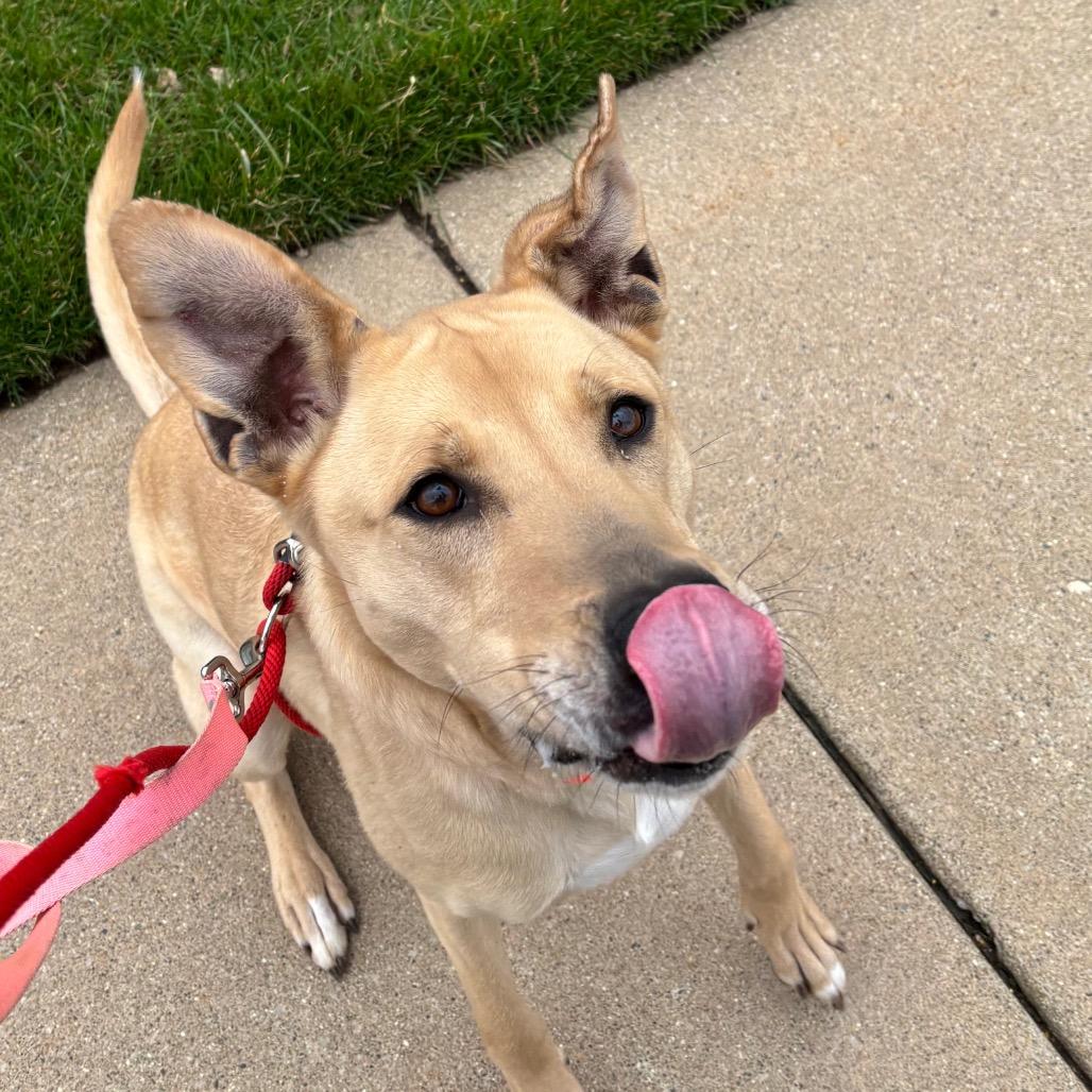 Enlarge Rex, a Adoptable Mixed Breed in Grand Rapids, MI image 6/6