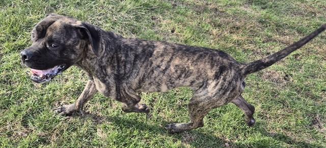 Enlarge LUIS, a Adoptable mixed breed in Decatur, IL image 1/1