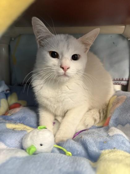 Bones, Adoptable, Adult Male Domestic Short Hair & Domestic Short Hair.