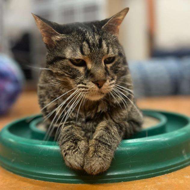 Enlarge Petey, a Adoptable Domestic Short Hair in Colorado Springs, CO image 1/3