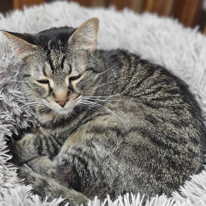 Enlarge Petey, a Adoptable Domestic Short Hair in Colorado Springs, CO image 2/3