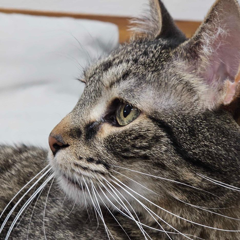 Enlarge Petey, a Adoptable Domestic Short Hair in Colorado Springs, CO image 3/3