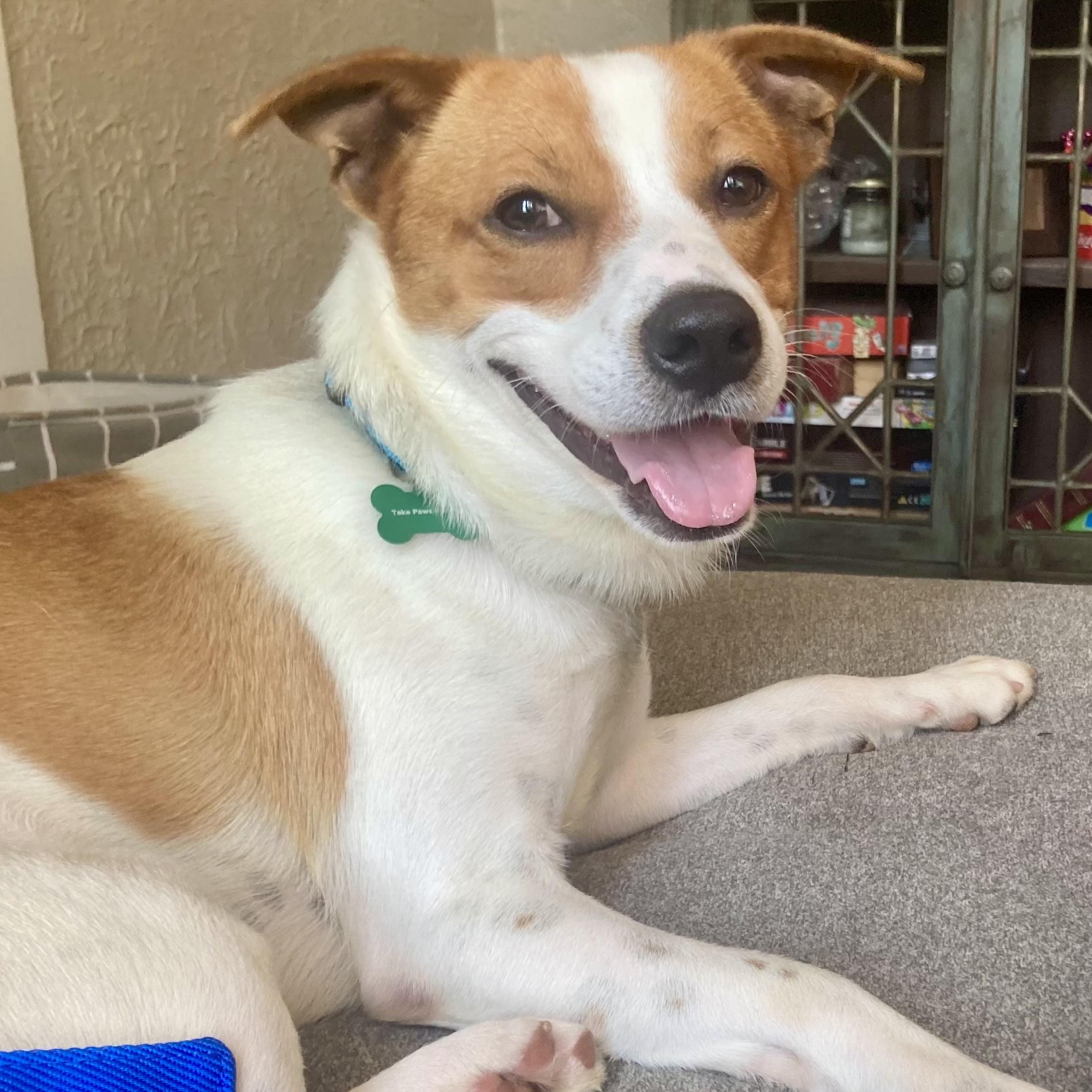 Henry Parson Russell Terrier Dog