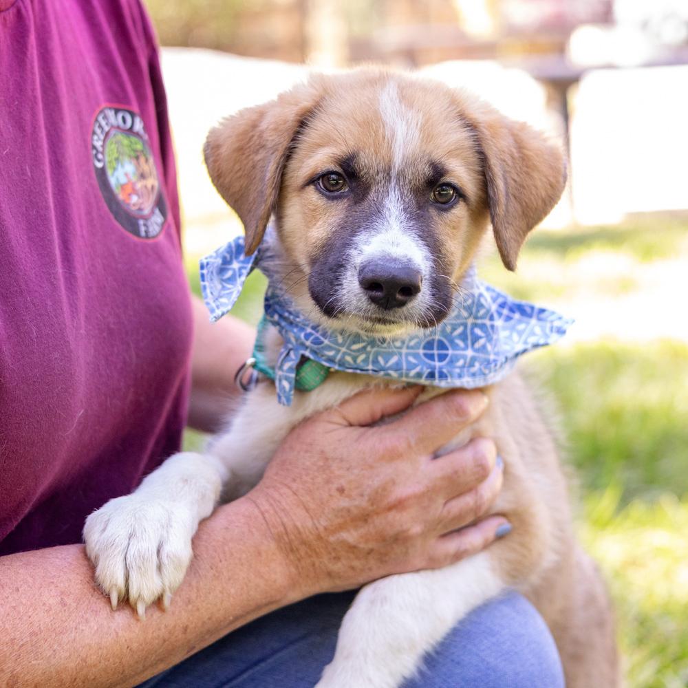 Enlarge Jet (Male), a Adoptable mixed breed in West Grove, PA image 1/6