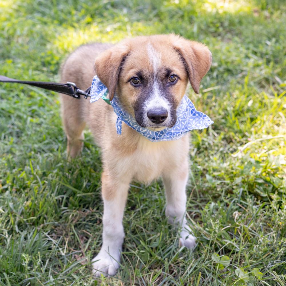 Enlarge Jet (Male), a Adoptable mixed breed in West Grove, PA image 4/6