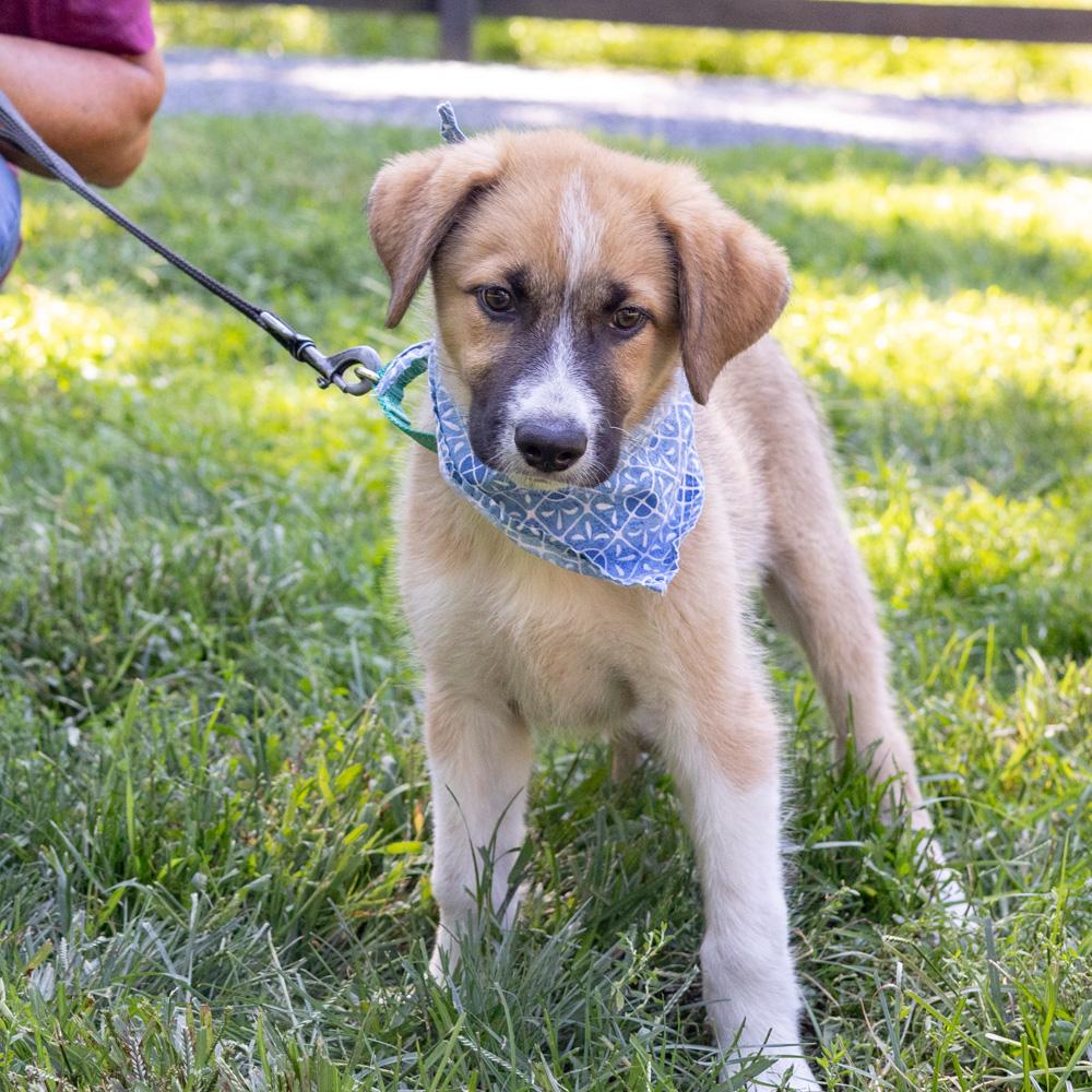 Enlarge Jet (Male), a Adoptable mixed breed in West Grove, PA image 2/6
