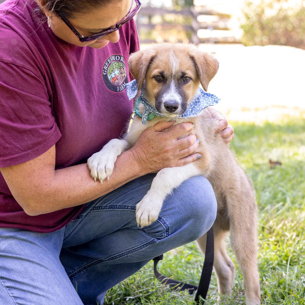 Enlarge Jet (Male), a Adoptable mixed breed in West Grove, PA image 5/6