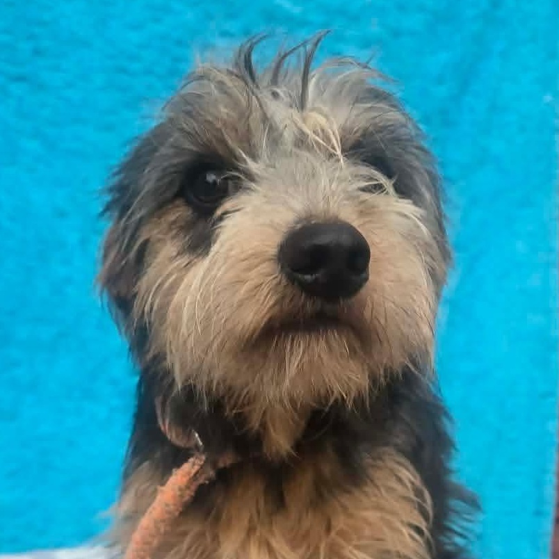 Penny, Adoptable, Adult Female Yorkshire Terrier & Dachshund.