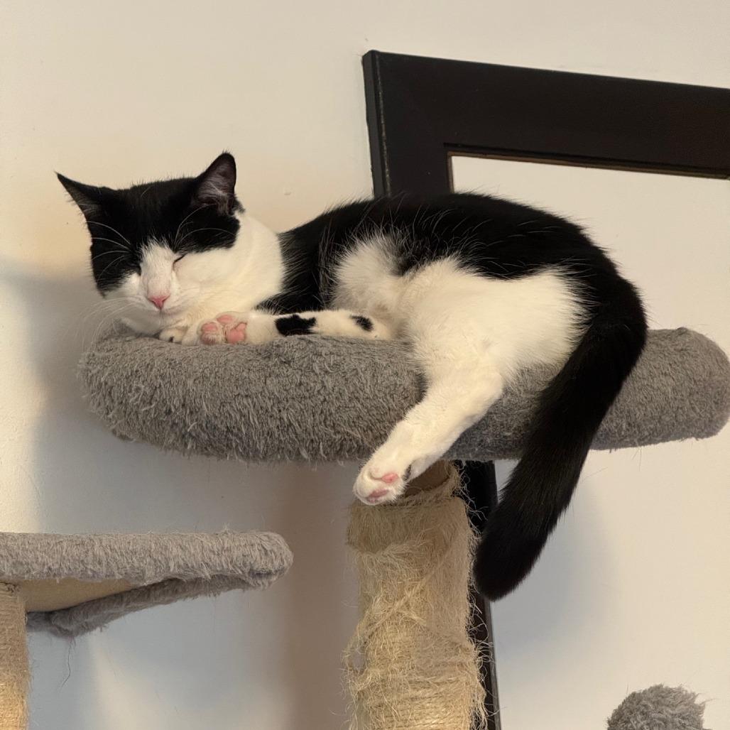 Nea(politin) (Church Ln Kitten 4), Adoptable, Young Female Domestic Short Hair.