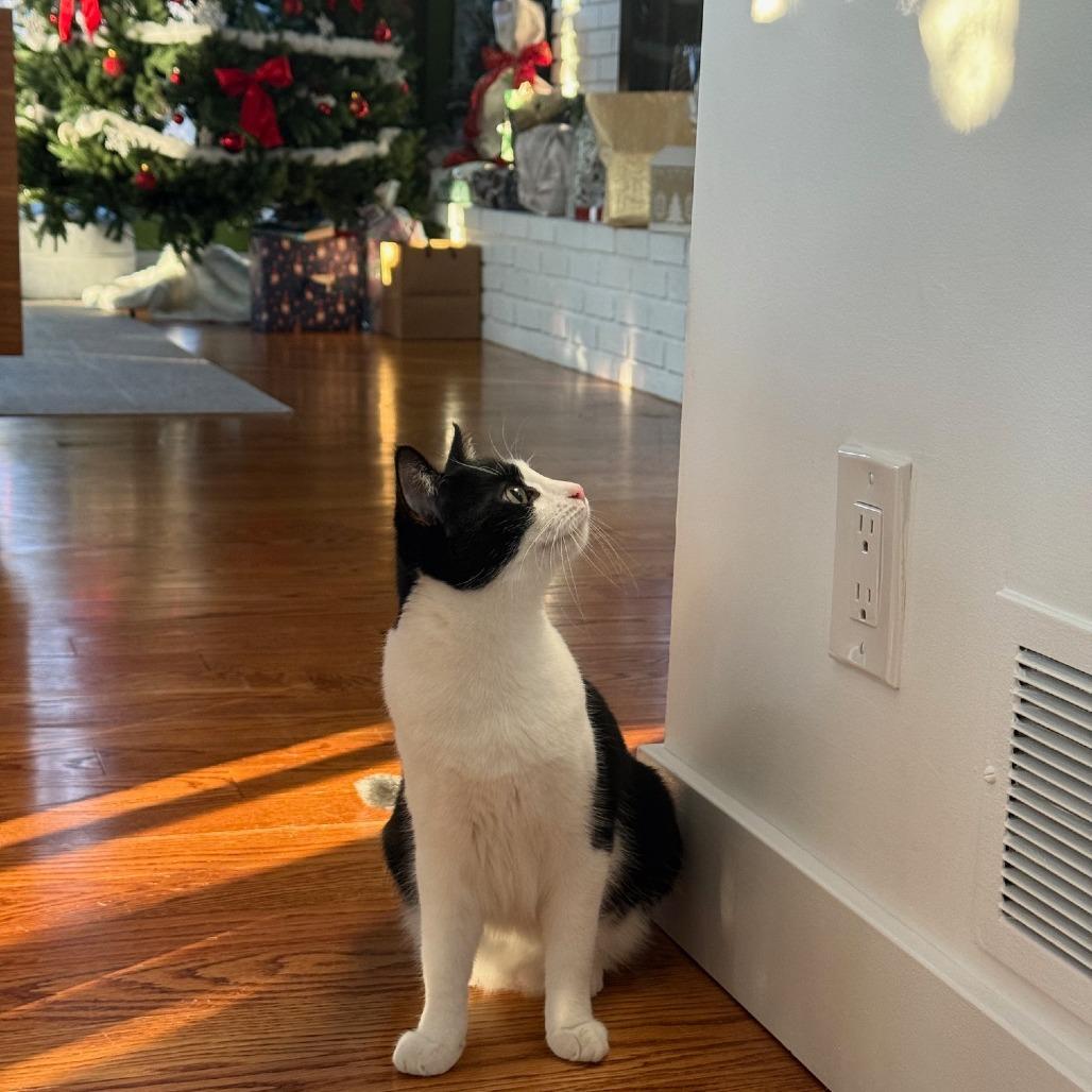 Enlarge Nea(politin) (Church Ln Kitten 4), a Adoptable Domestic Short Hair in Westport, CT image 2/6