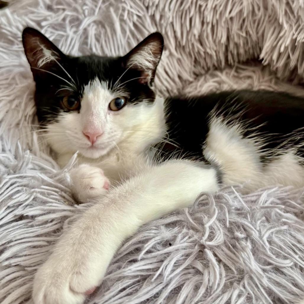 Enlarge Nea(politin) (Church Ln Kitten 4), a Adoptable Domestic Short Hair in Westport, CT image 3/6