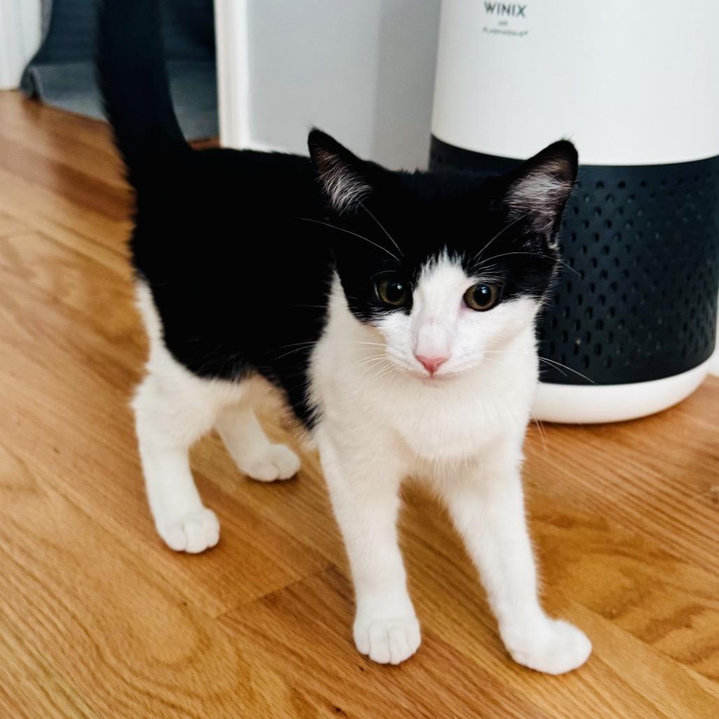 Enlarge Nea(politin) (Church Ln Kitten 4), a Adoptable Domestic Short Hair in Westport, CT image 4/6