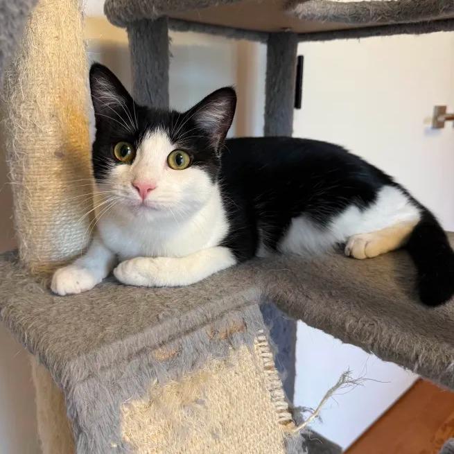 Enlarge Nea(politin) (Church Ln Kitten 4), a Adoptable Domestic Short Hair in Westport, CT image 5/6